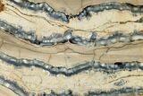 Polished Mammoth Molar Section - South Carolina #164899-1